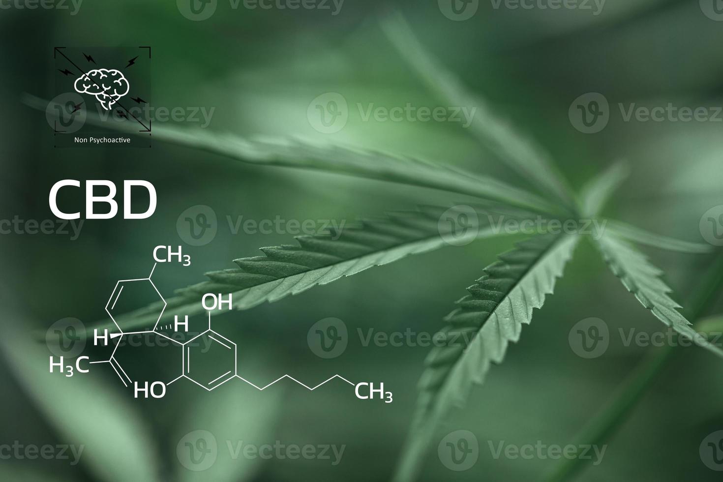 CBD Chemical Formula, Beautiful background of green cannabis flowers A place for copy space, dispensary business. cannabinoids and health, Hemp industry, green leaf pattern background. photo