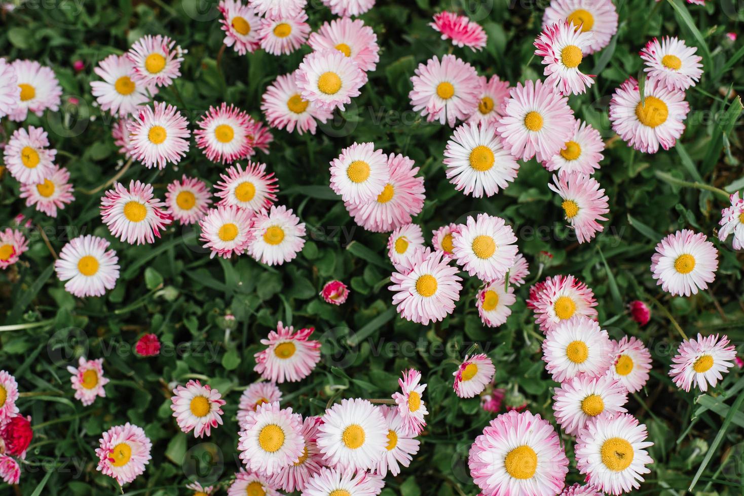 Pink Bellis flowers in spring summer in the garden 22451417 Stock Photo