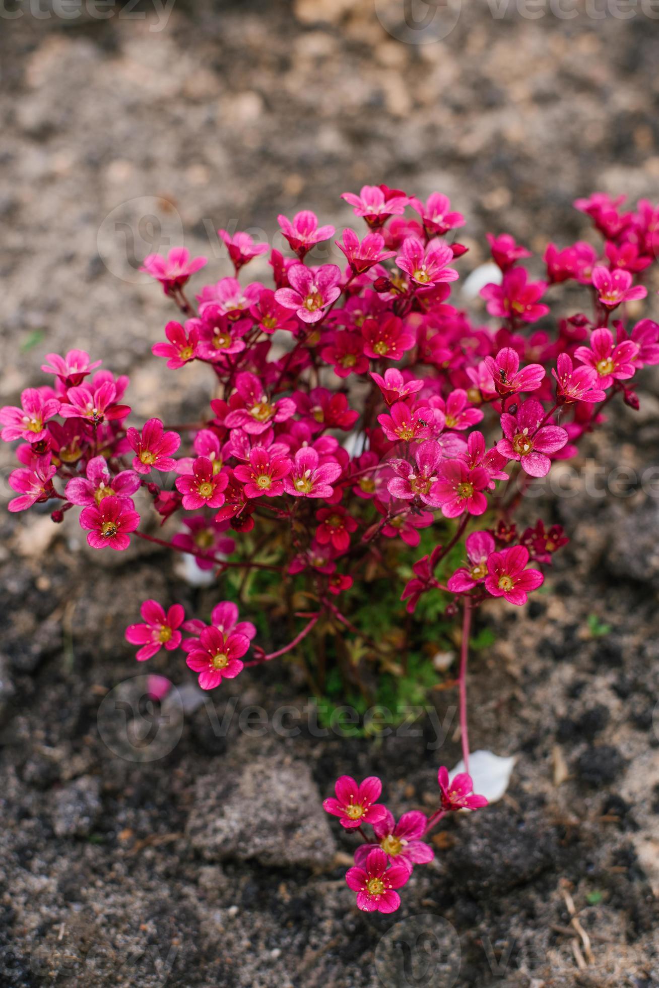 Blooming Saxifraga in spring in the garden 22451418 Stock Photo at Vecteezy