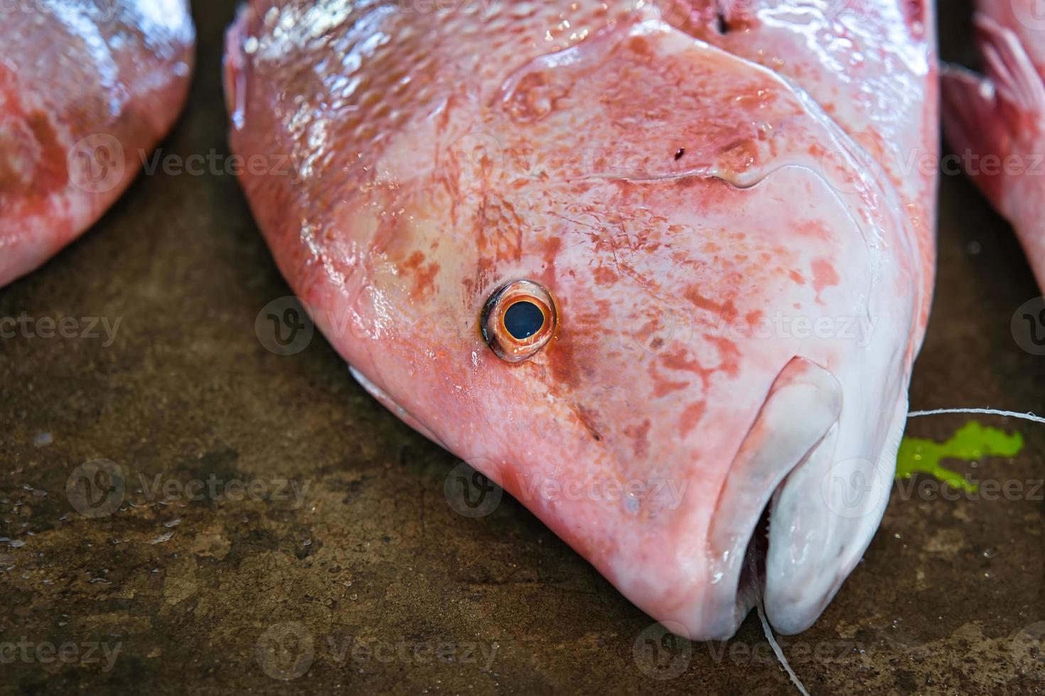 closeup of red snapper fish head in victoria town market, Mahe Seychelles photo