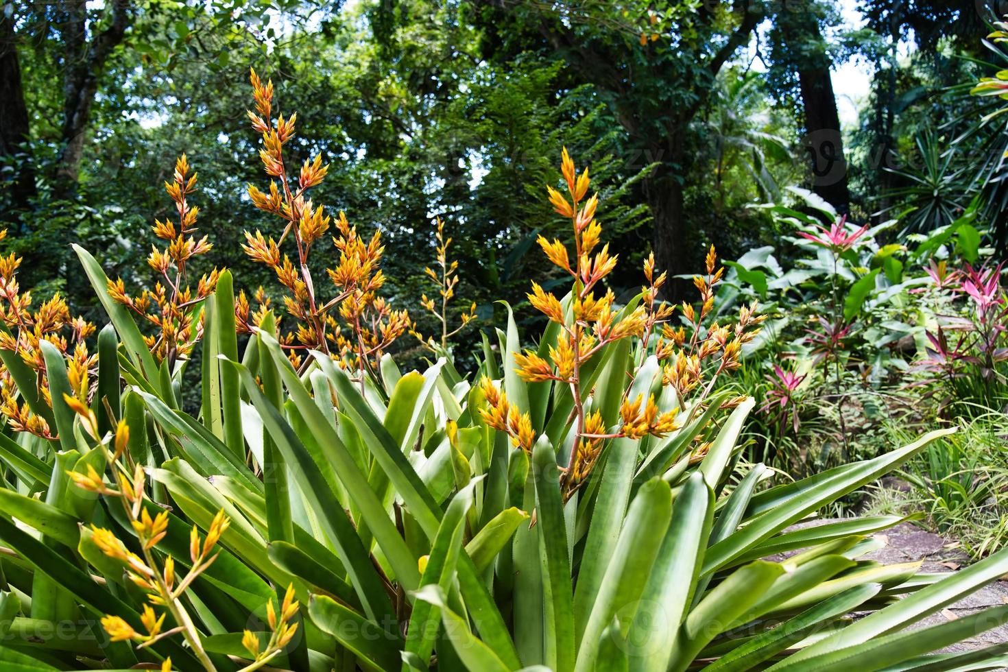 continuar cola bromelia flor dentro el botánico jardín, mahe seychelles foto