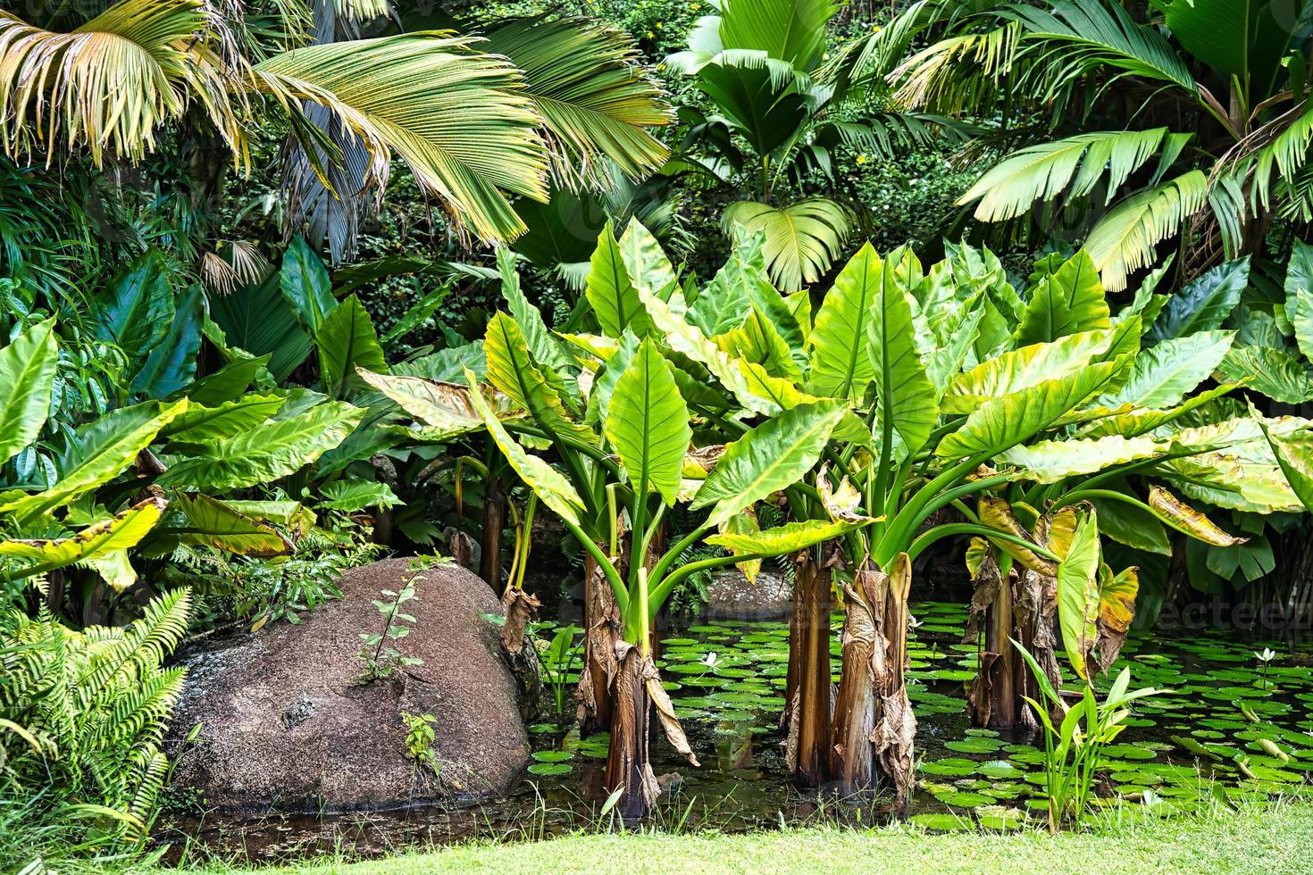 Mahe Seychelles pond inside the botanical garden, palm trees and alocacia plants photo