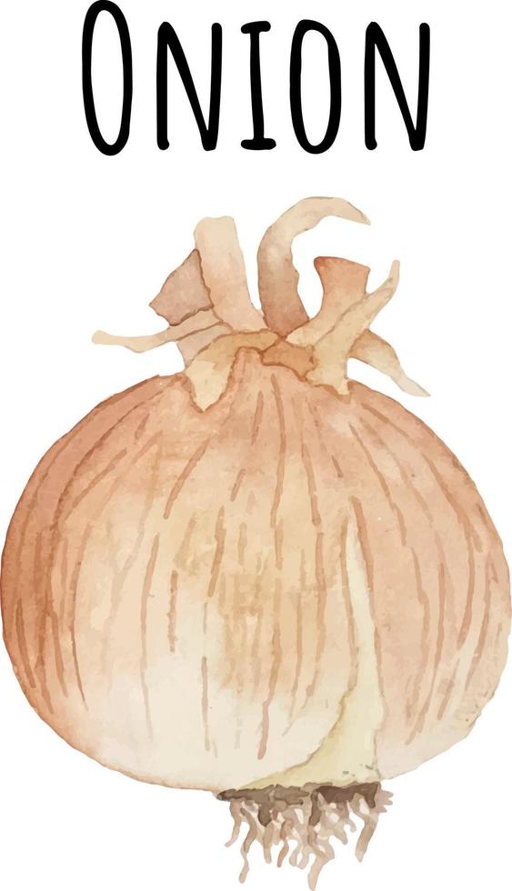 Watercolor illustration of yellow onion. Fresh raw vegetables. Onion lover illustration vector