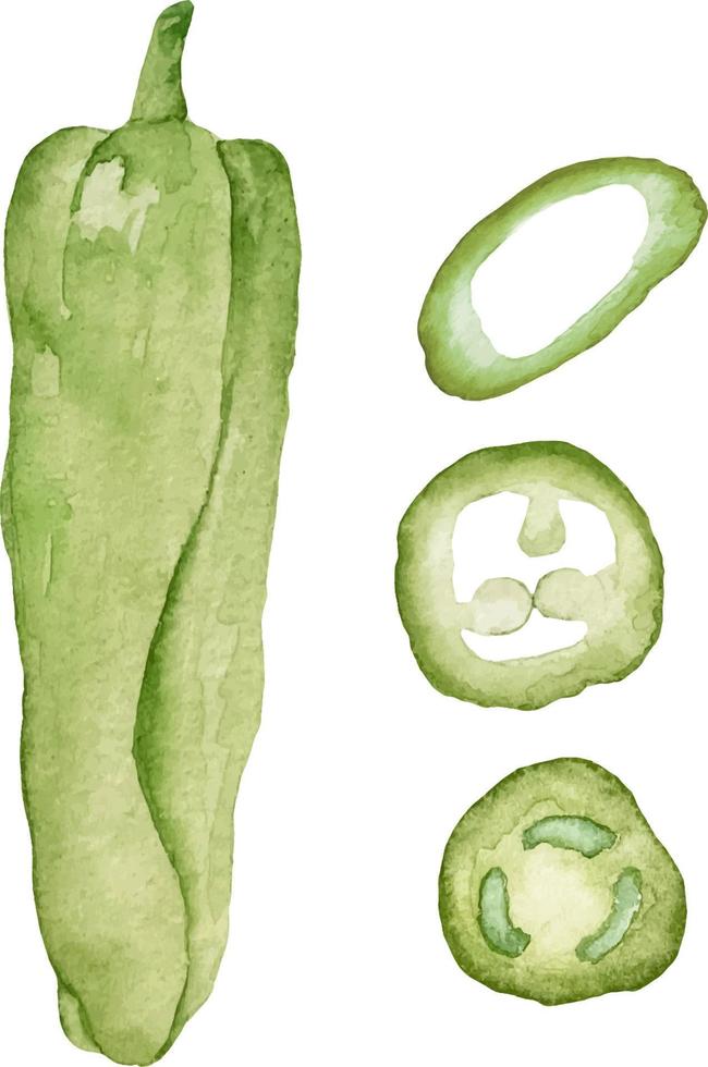 Watercolor illustration of fresh hot Jalapeno. Fresh Latin American spice. Latin American food. Watercolor raw vegetables. Jalapeno Lover vector