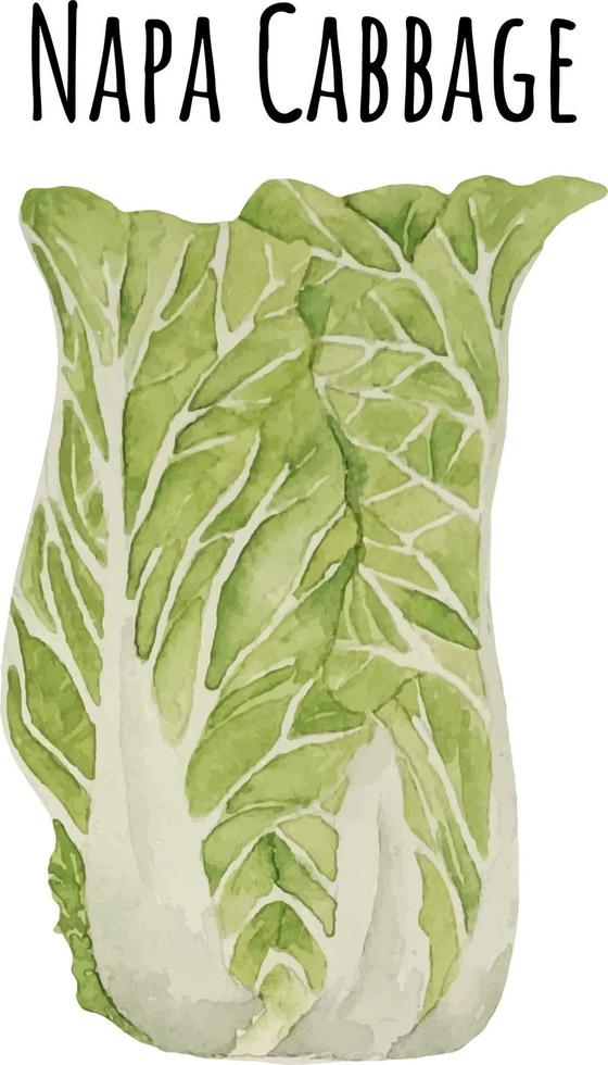 ilustración acuarela de repollo napa verde. verduras crudas frescas. ilustración de amante de la col de napa vector