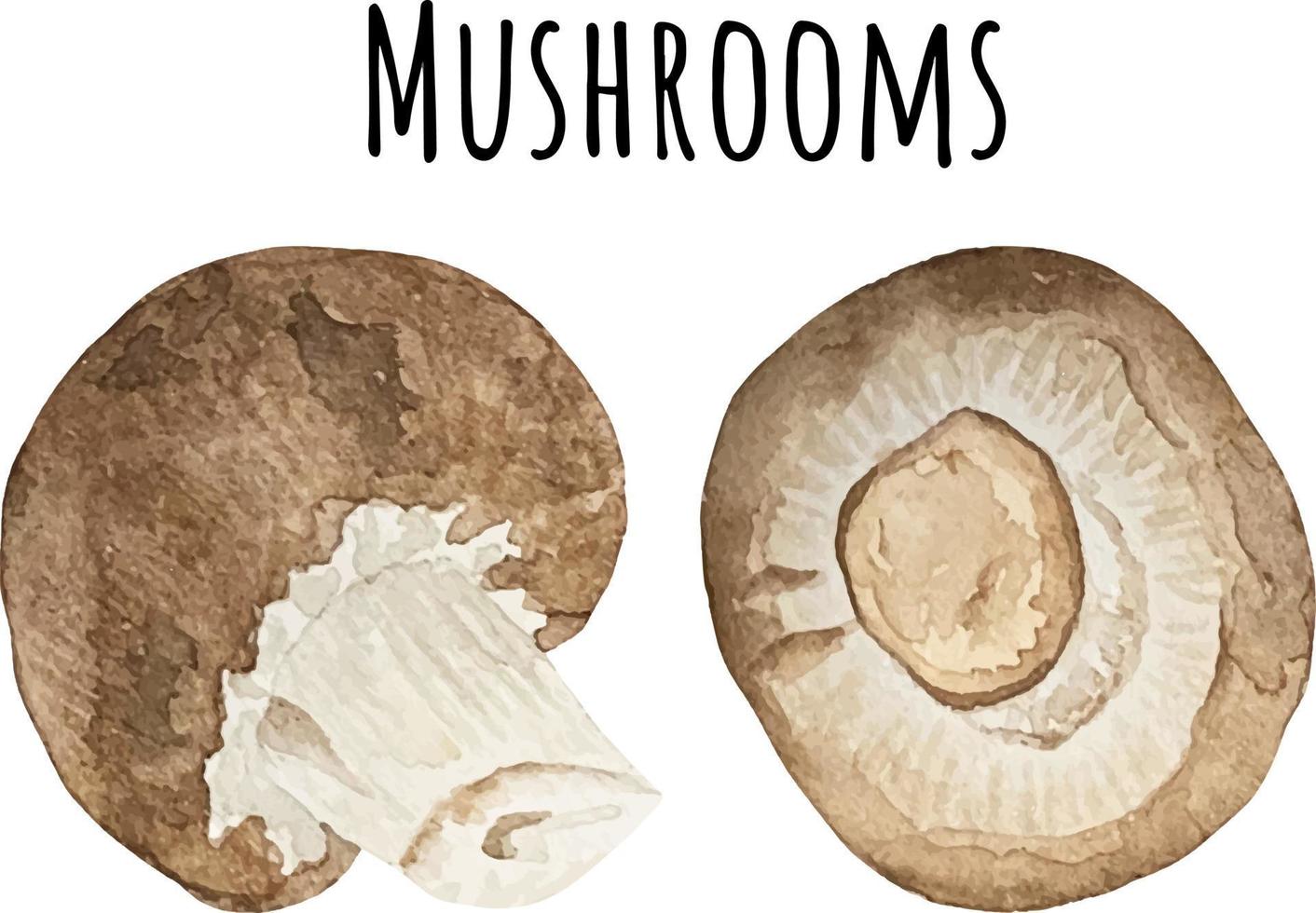 Watercolor illustration of brown mushrooms champignons. Fresh raw vegetables. Mushrooms lover illustration vector