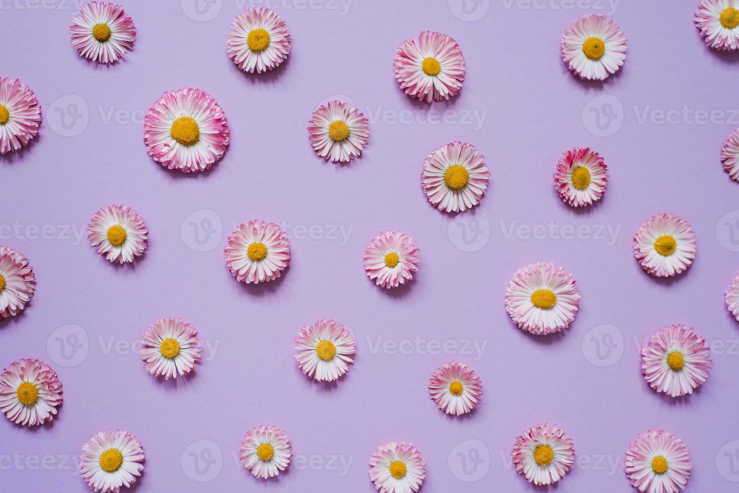 Flowers composition of chamomile, petals on pastel lilac background. Spring, summer concept. Flat lay, top view, copy space photo