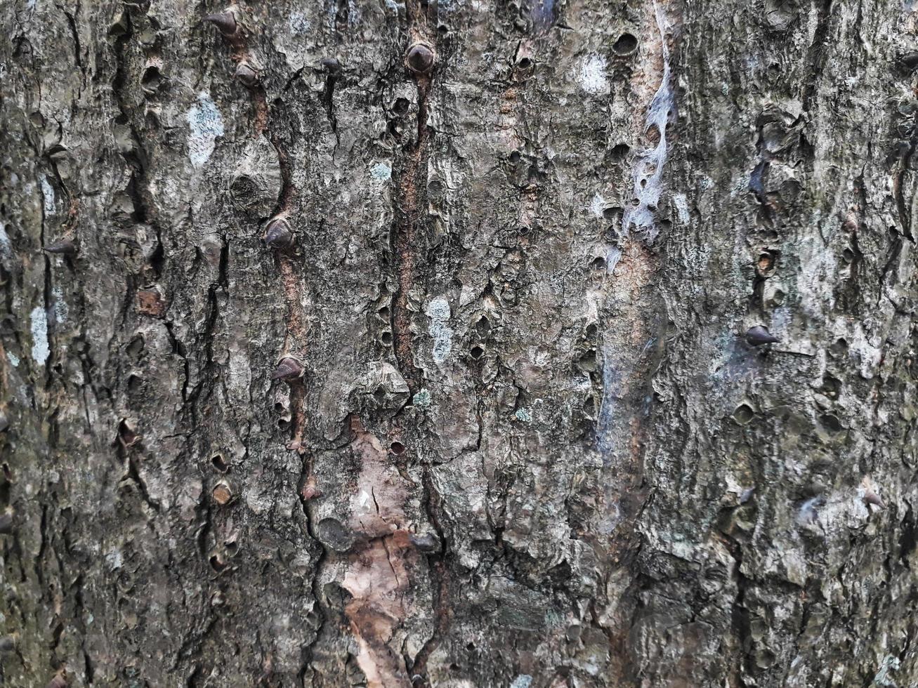 bark of a tree texture photo