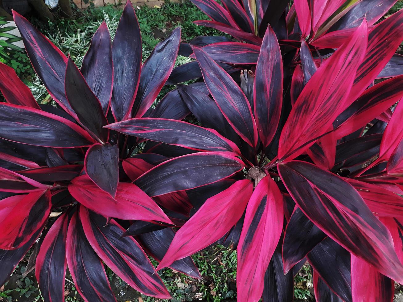 red sister flowers photo