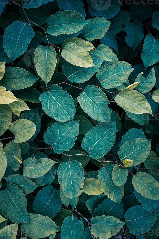 green japanese knotweed plant leaves in springtime, green background photo