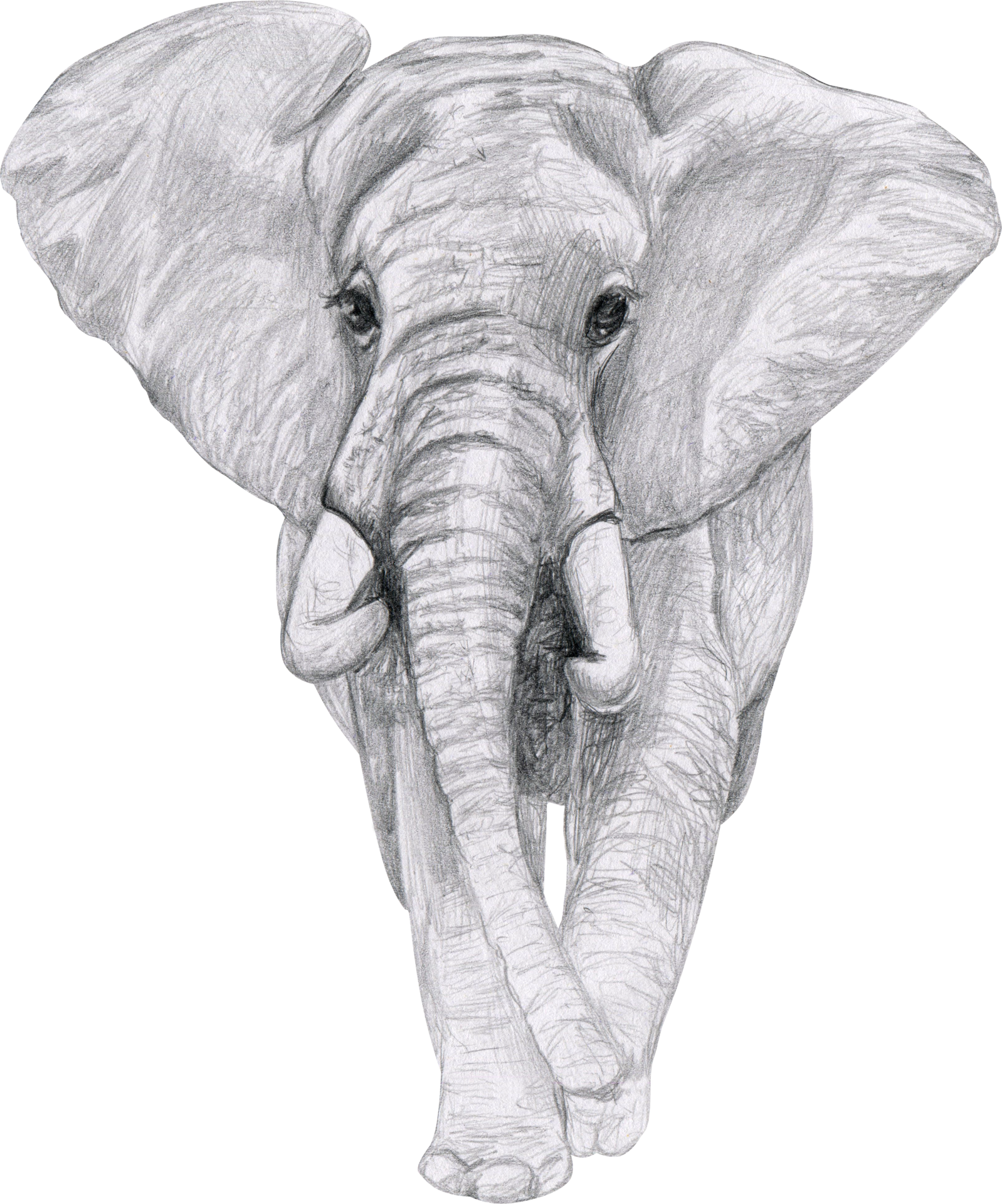 Realistic Elephant Sketch Stock Illustrations  446 Realistic Elephant  Sketch Stock Illustrations Vectors  Clipart  Dreamstime