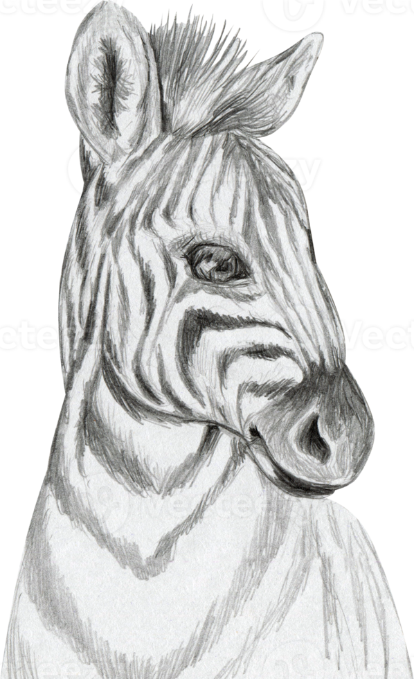 nice zebra smiling black and white face sketch png