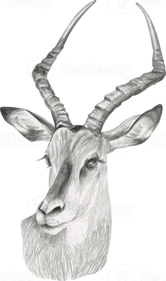 black and white drawing of the head of an African gazelles with big ears png