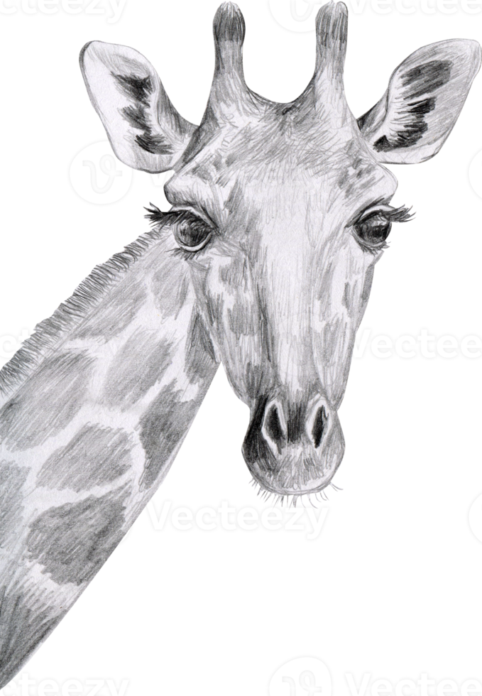 Grafik Zeichnung von ein Giraffe Kopf png