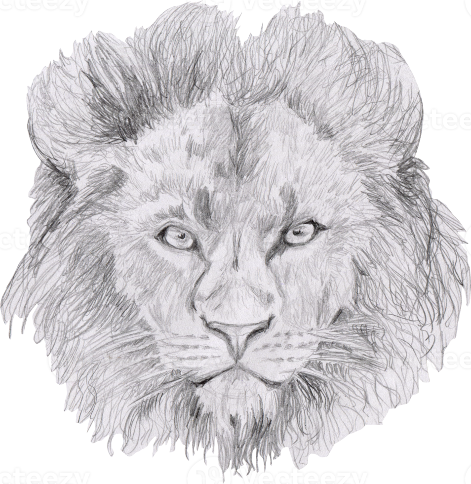 graphic drawing of a lion head with a large mane png