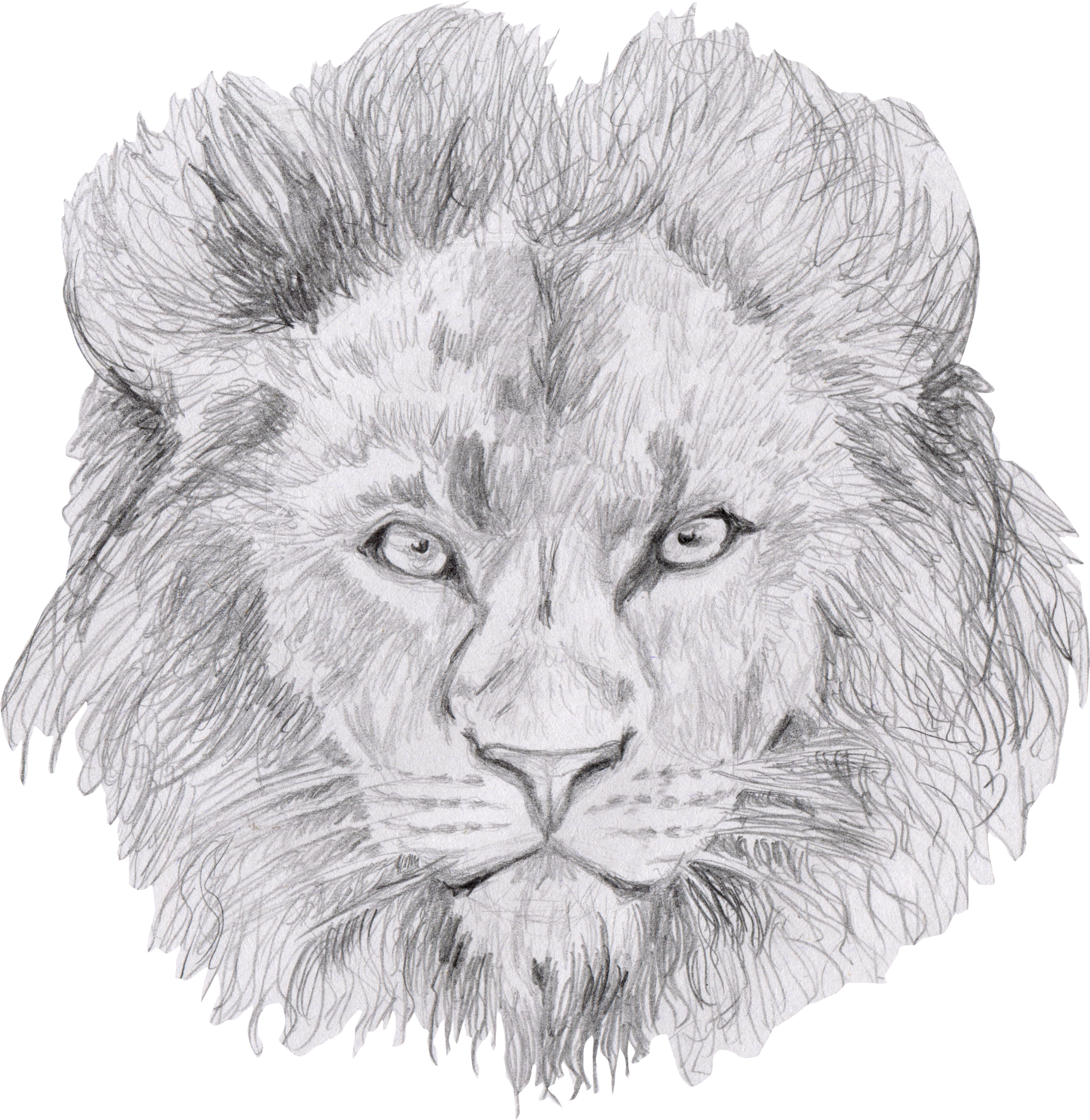 2,740 Lion Pencil Drawing Images, Stock Photos & Vectors | Shutterstock