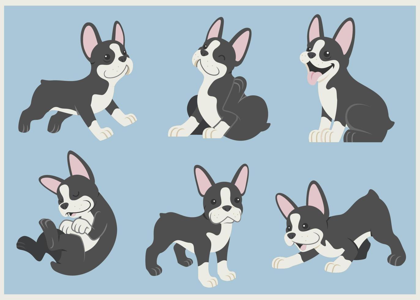 boston terrier dog set vector