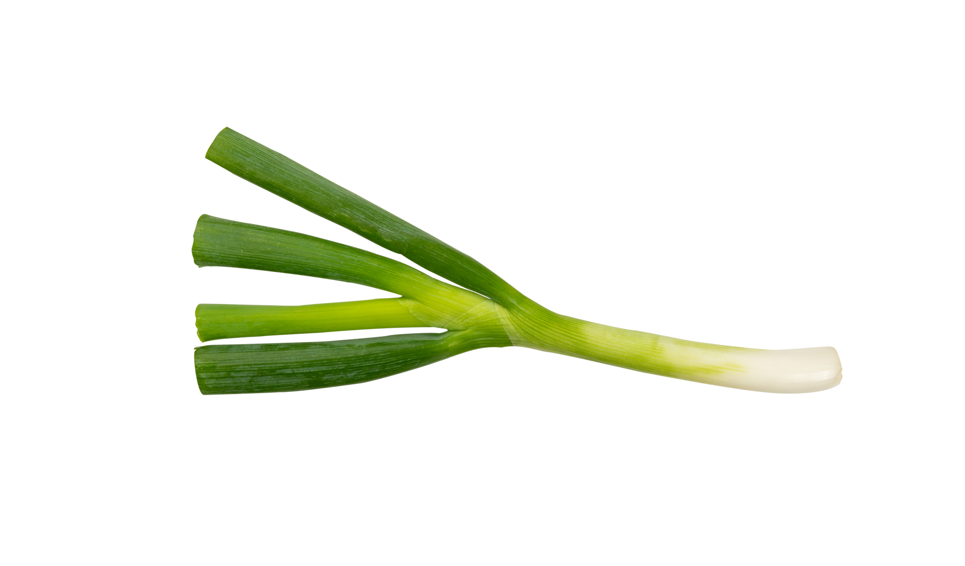 Fresh onion leaf isolated for food ingredient 22453249 PNG