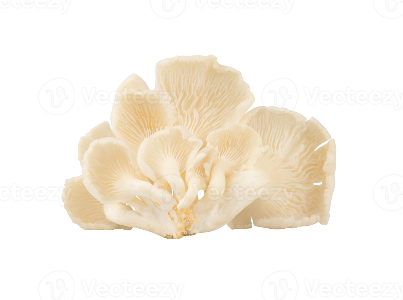 Oyster mushrooms isolated for vegetarian design element png