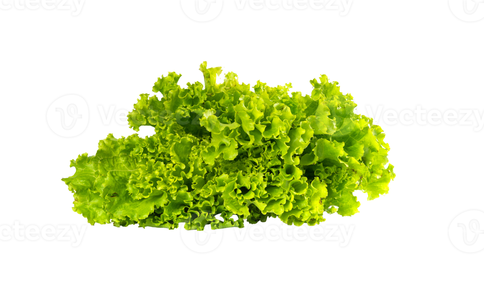 green lettuce isolated for vegetable design element png