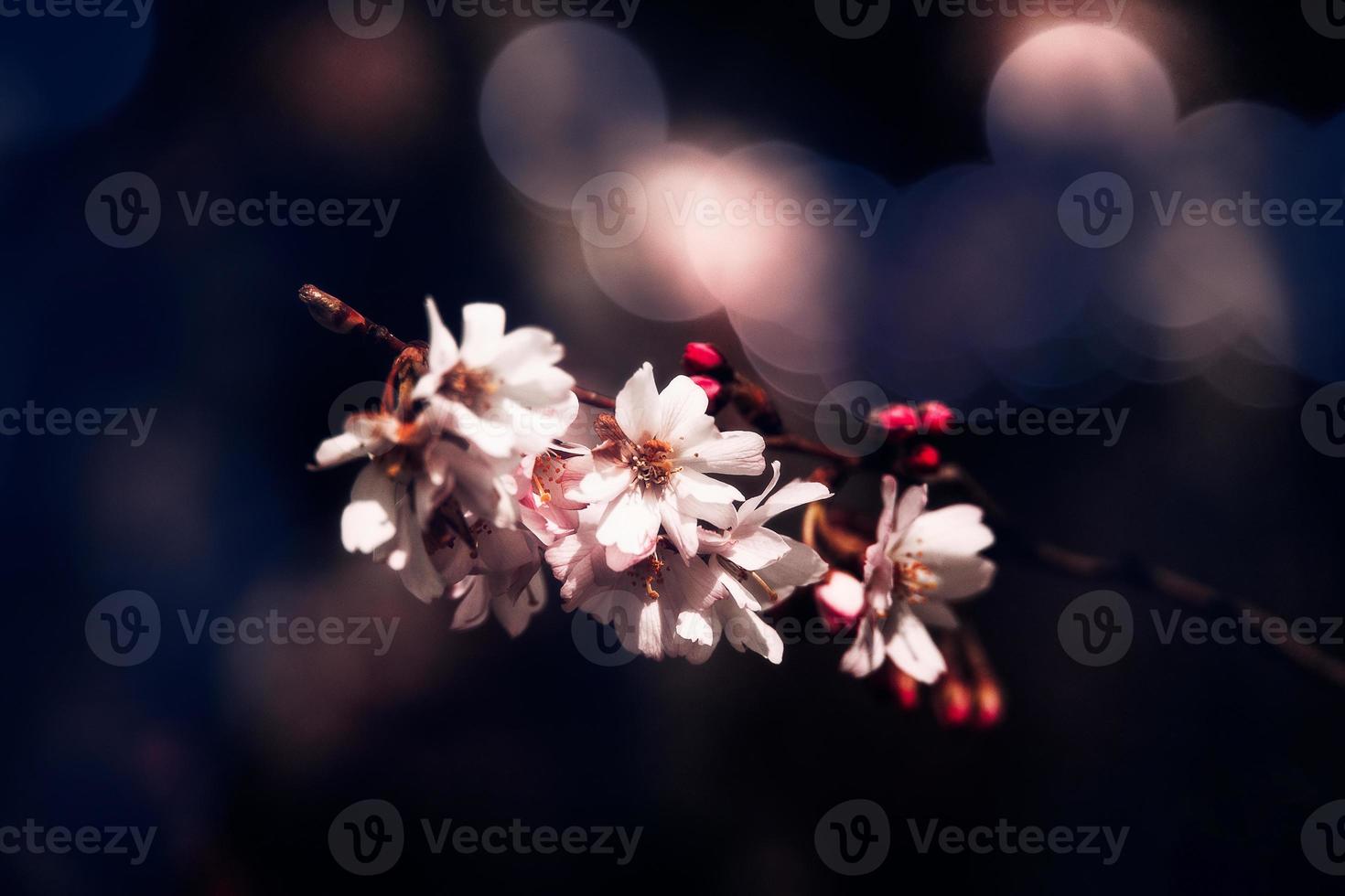 spring tree blooming in pink in close-up outdoors in the warm sunshine photo