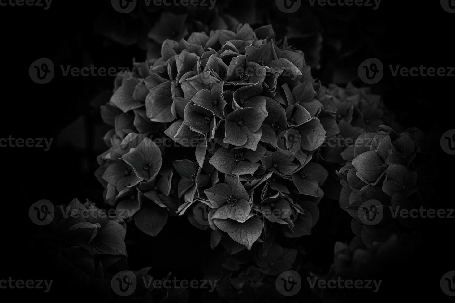 flower of a violet hydrangea in the garden close-up photo