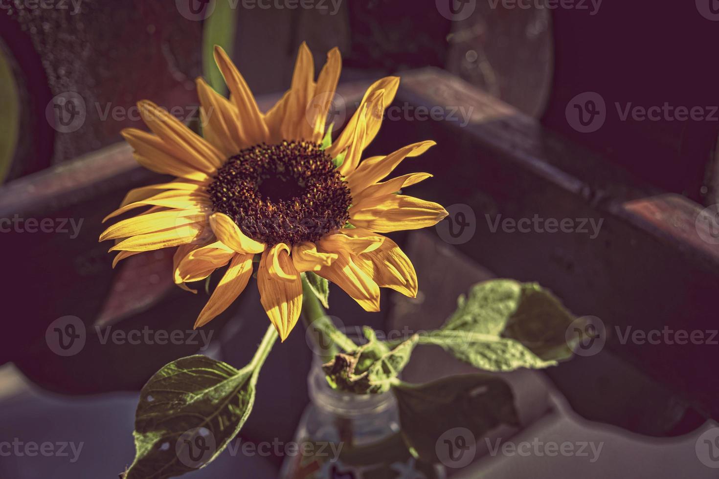 yellow sunflower flower in close-up photo