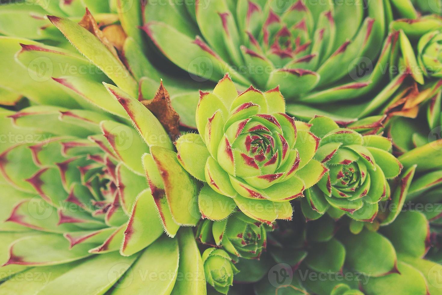 green cactus succulent creating an original background in close-up photo