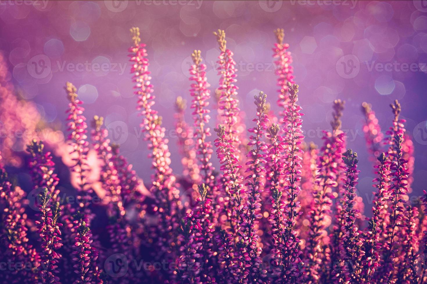 purple heather in the autumn garden with warm sunshine photo