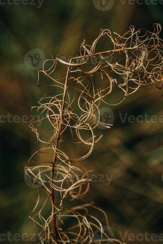 interesante resumen otoño planta en natural antecedentes foto