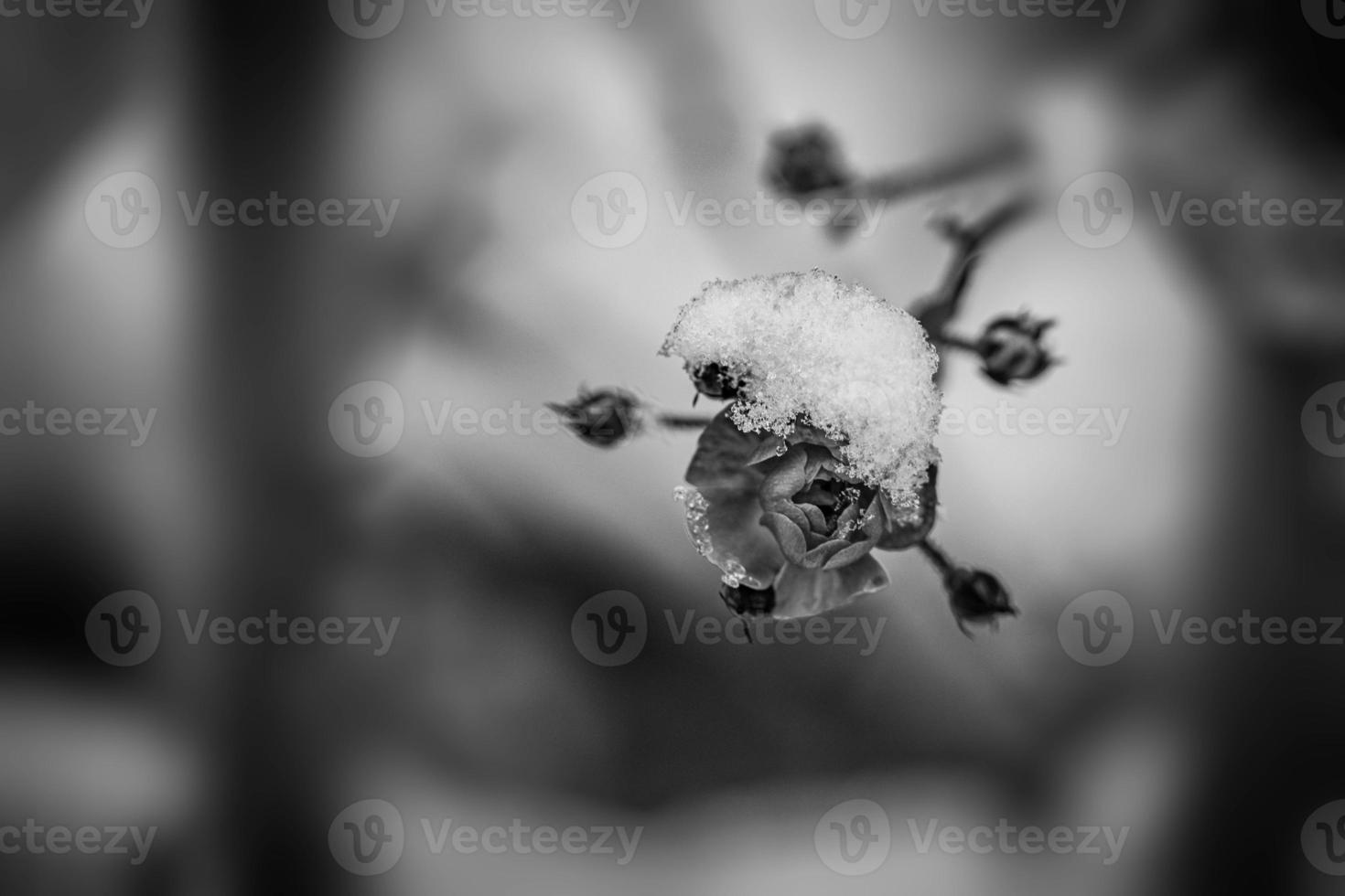 pink rose with white snow in the garden on a frosty day photo