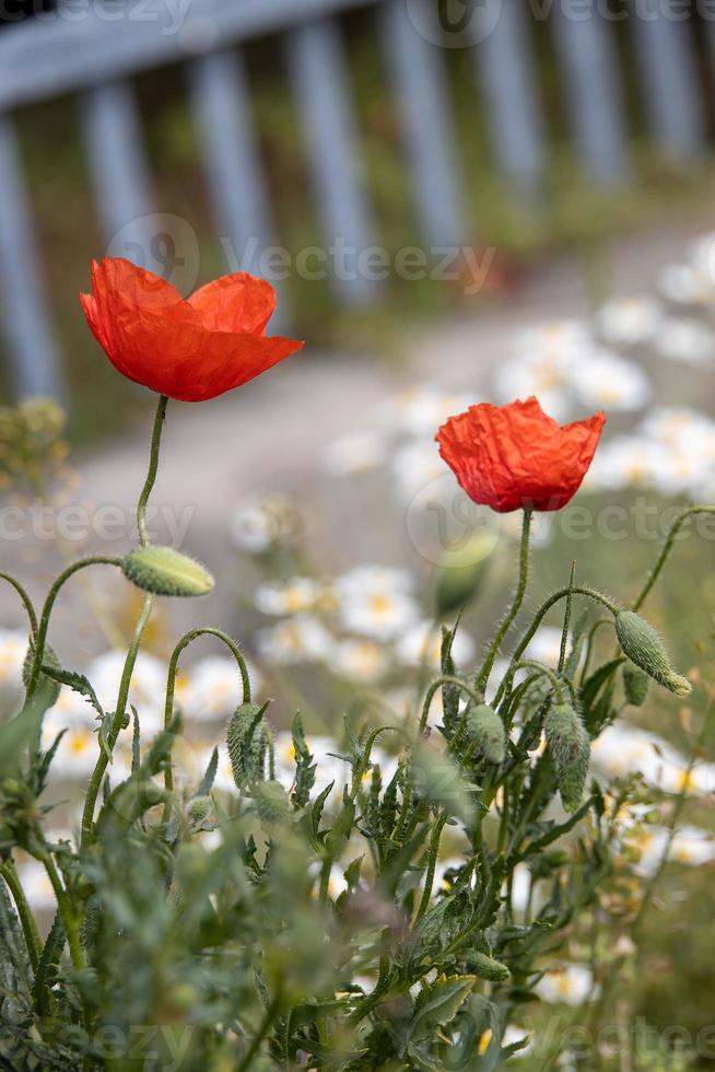 red poppy on a green background in the sunshine photo