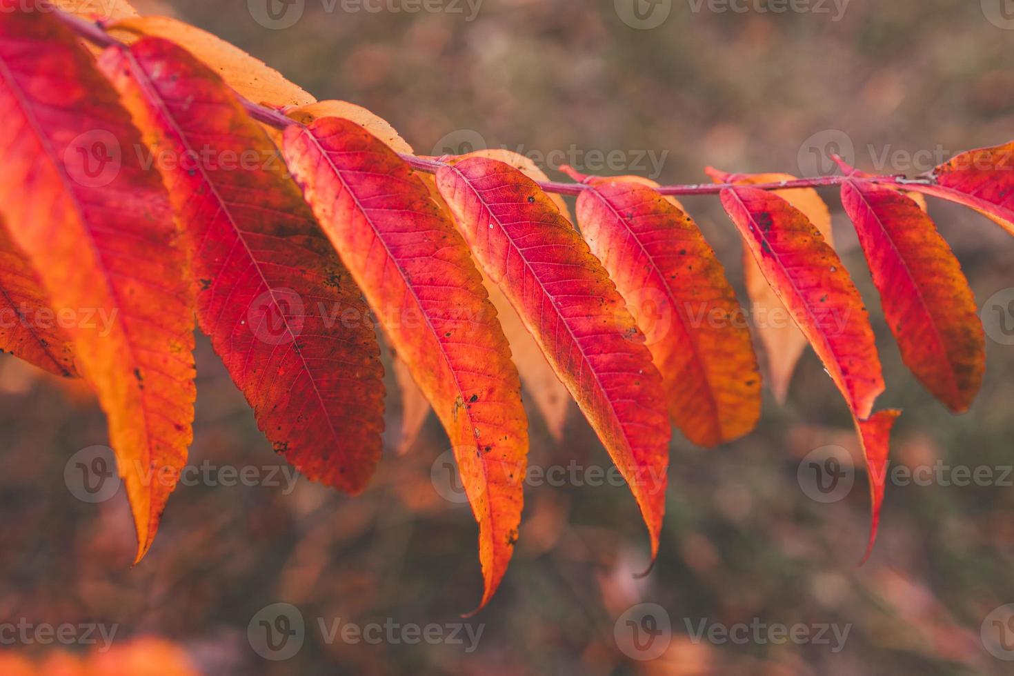 l golden autumn leaves on a tree in a park under warm october sun photo