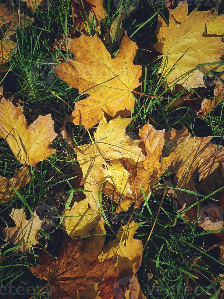 autumn background with golden maple leaves on green grass photo