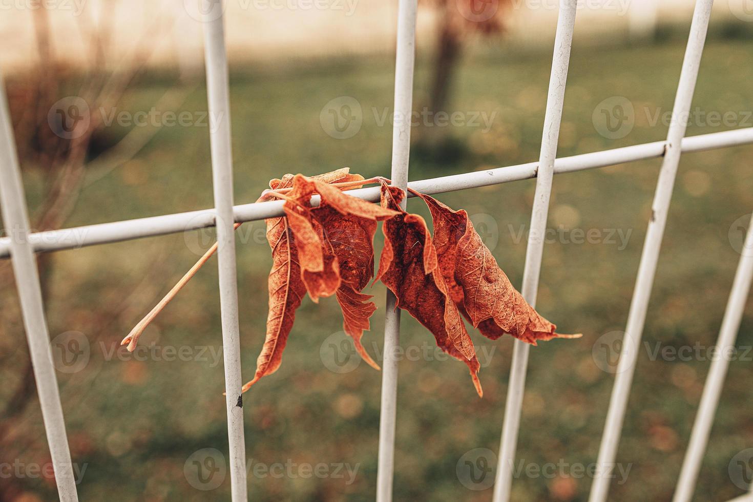 rojo otoño solitario hojas en un metal cerca foto