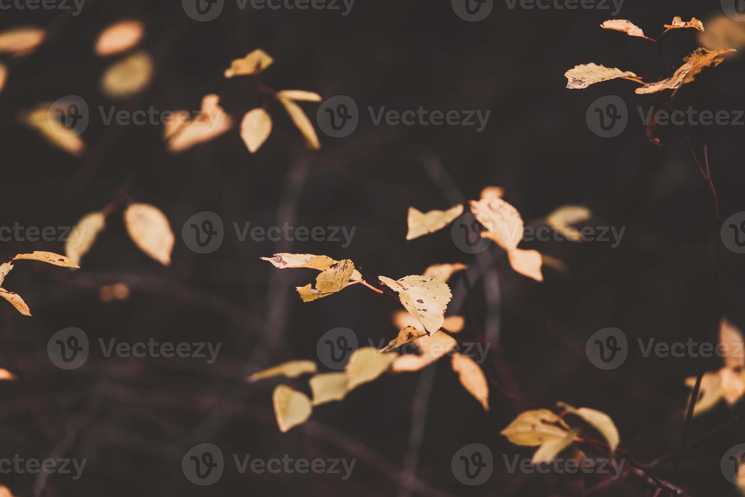 l golden autumn leaves on a tree in a park under warm october sun photo