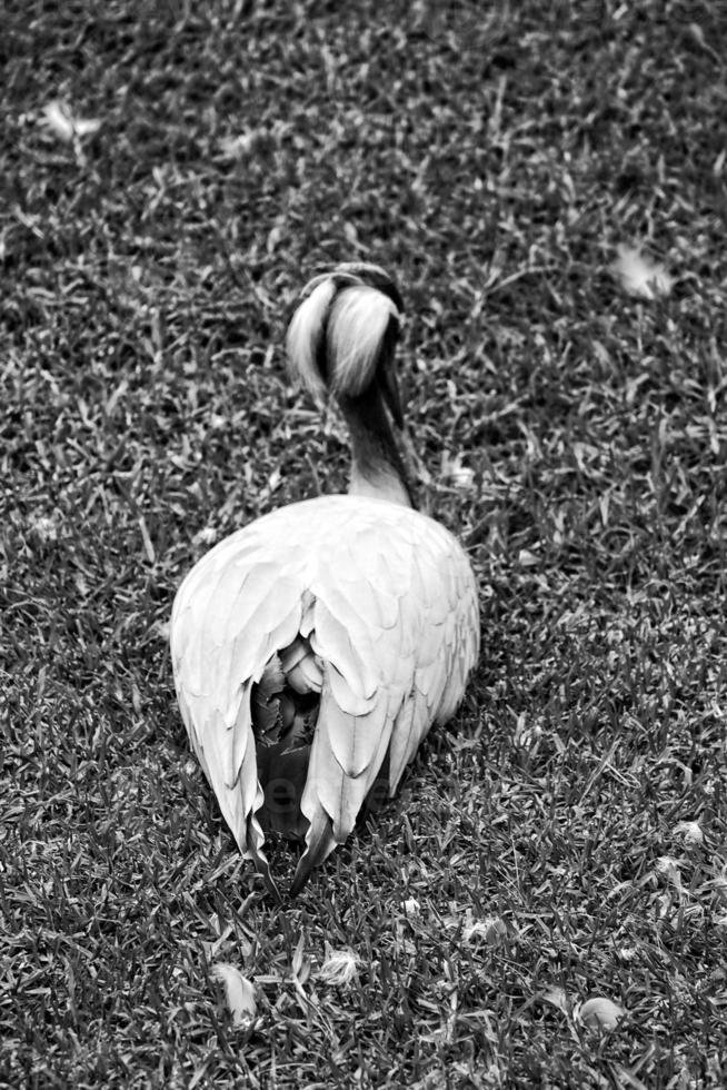 exotic big bird in natural habitat close-up photo