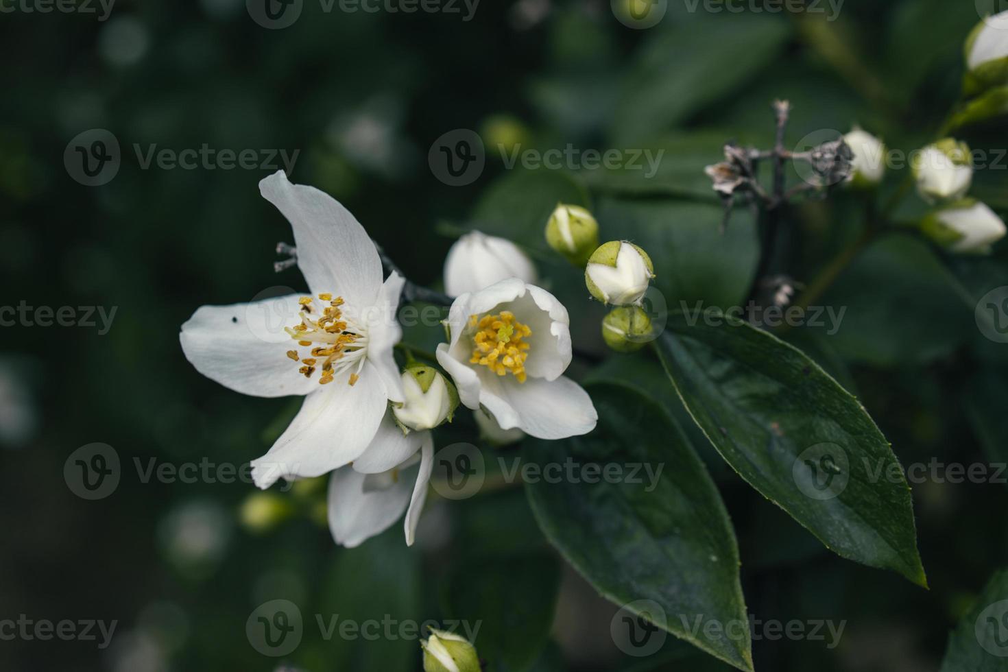 white small jasmine flower on the bush in the garden photo