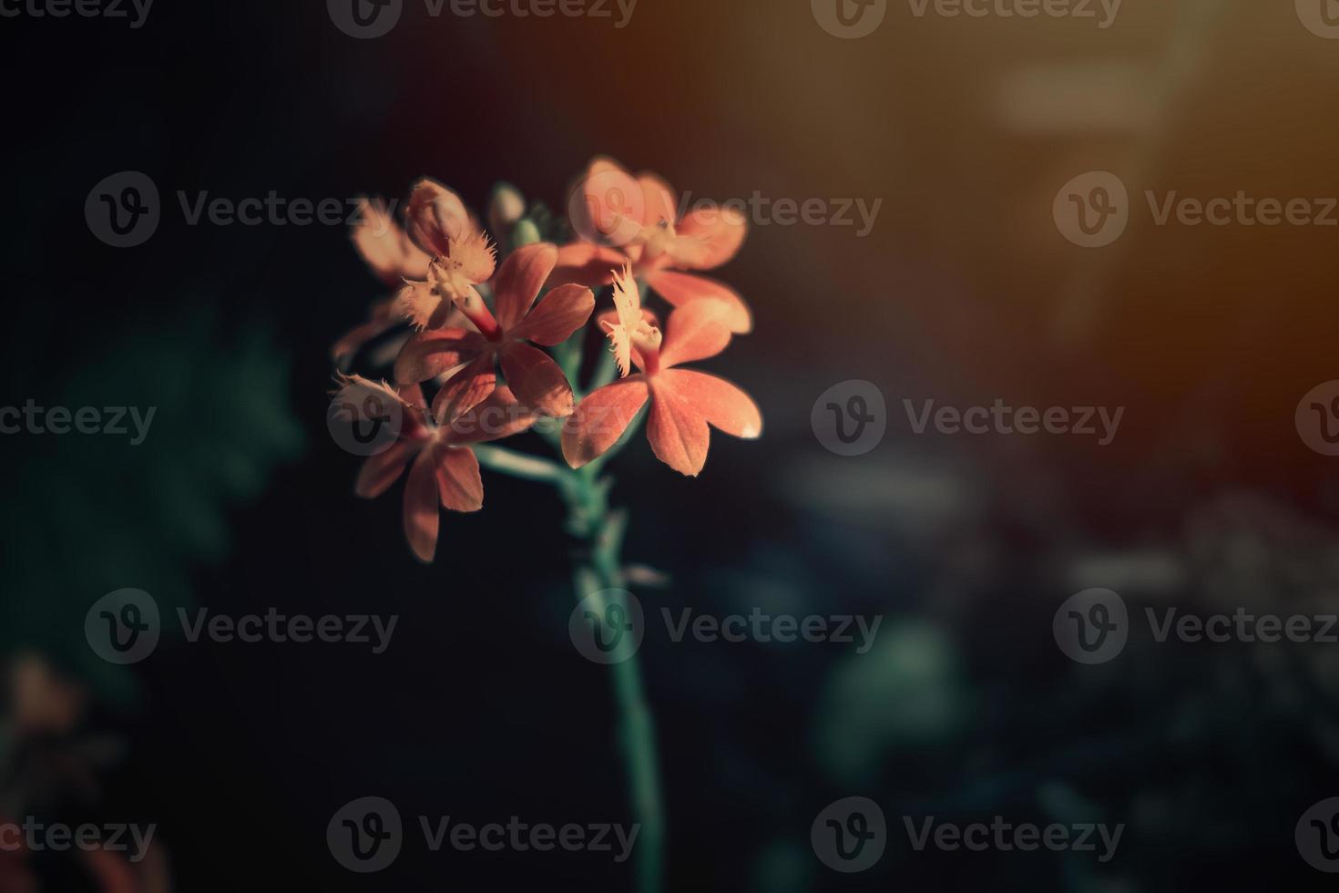 interesting orchid flower on a dark background in a soft light in the interior photo