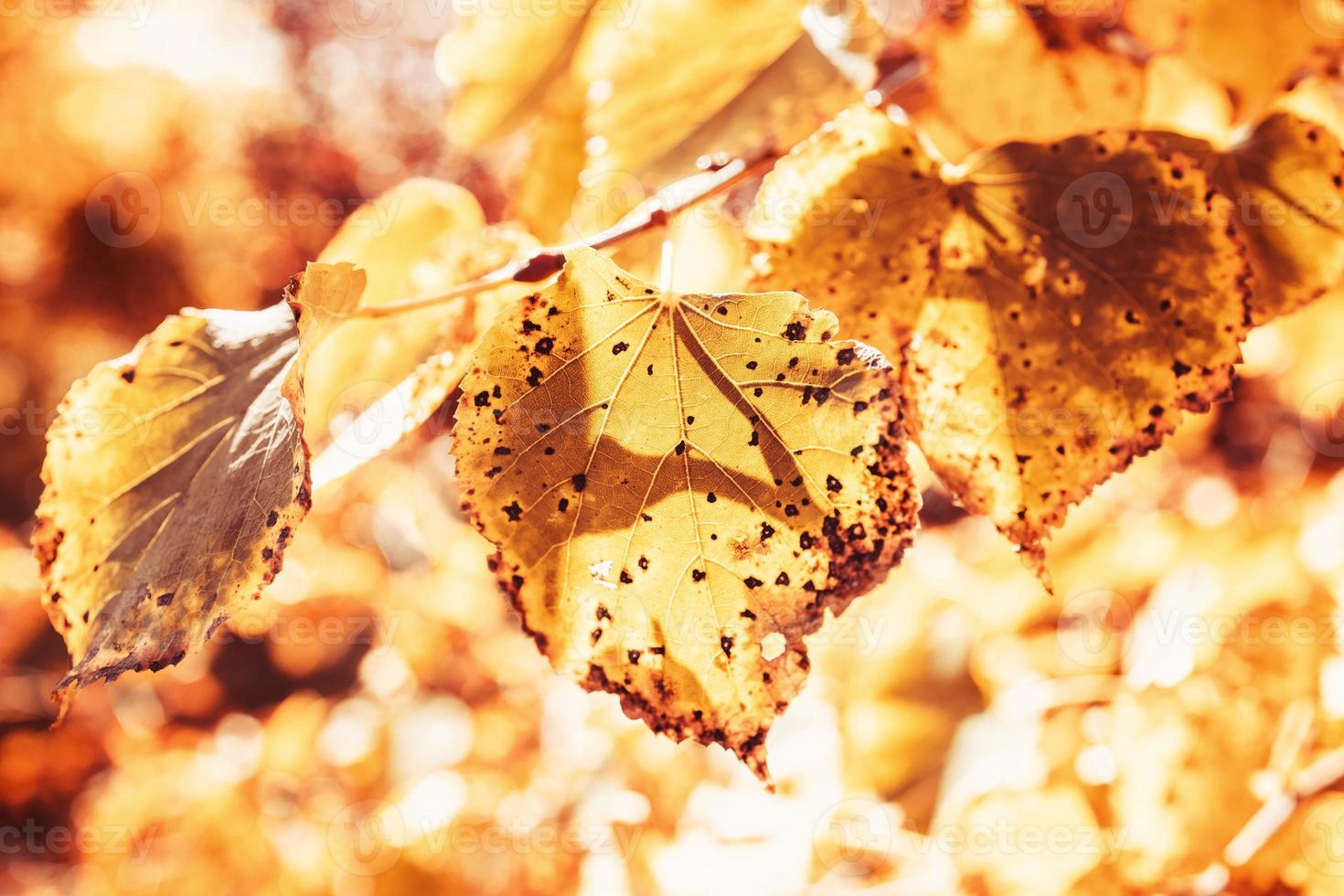 l golden autumn leaves on a tree in a park under warm october sun photo