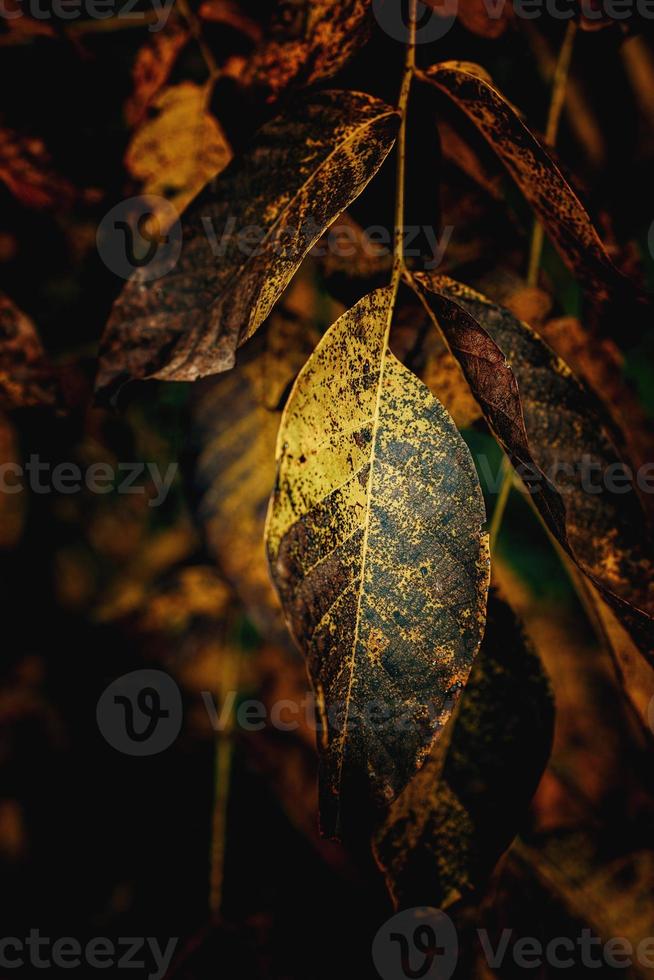 colorful autumn leaves on a tree close-up photo