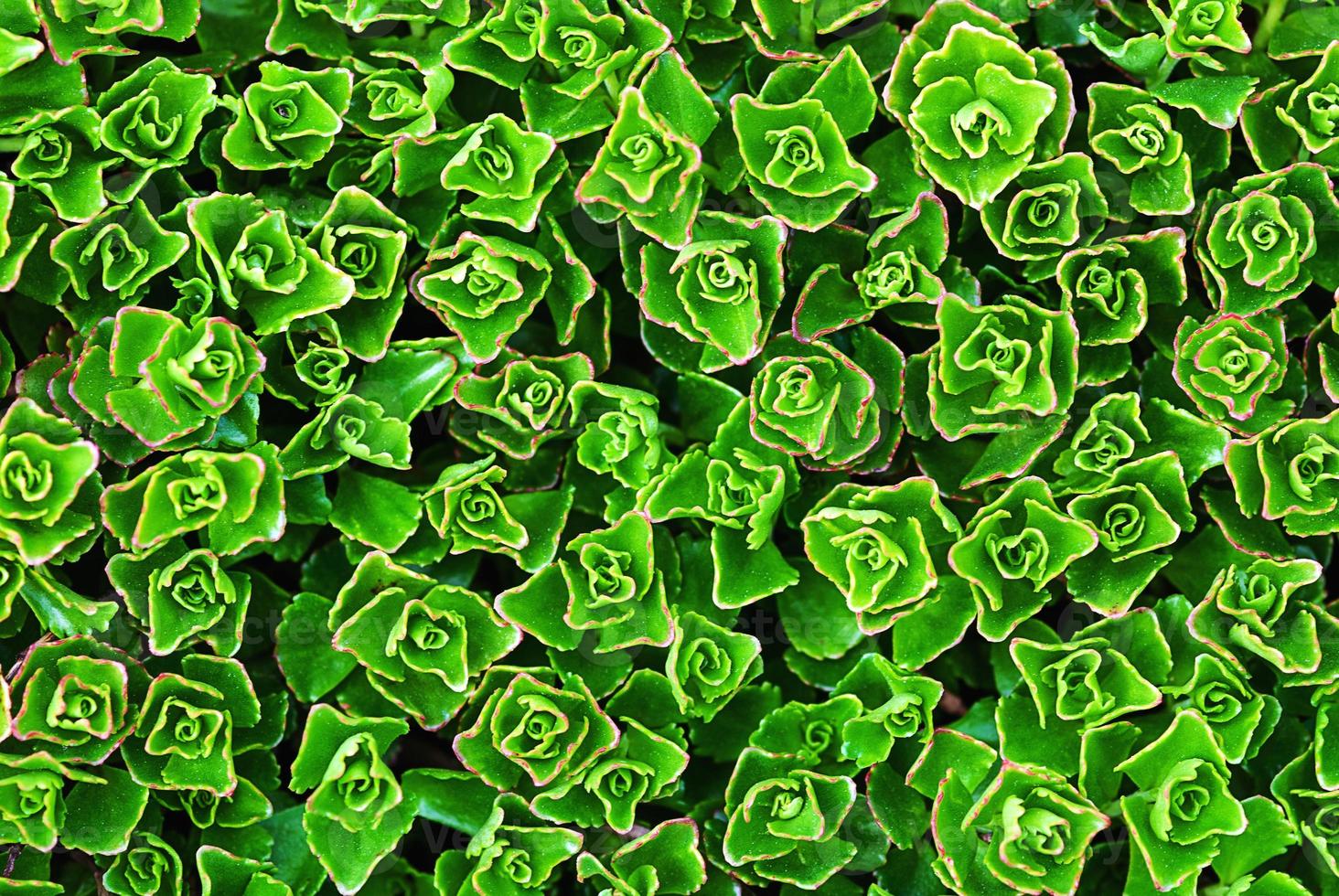 green botanical texture background of Sedum spurium, top view photo