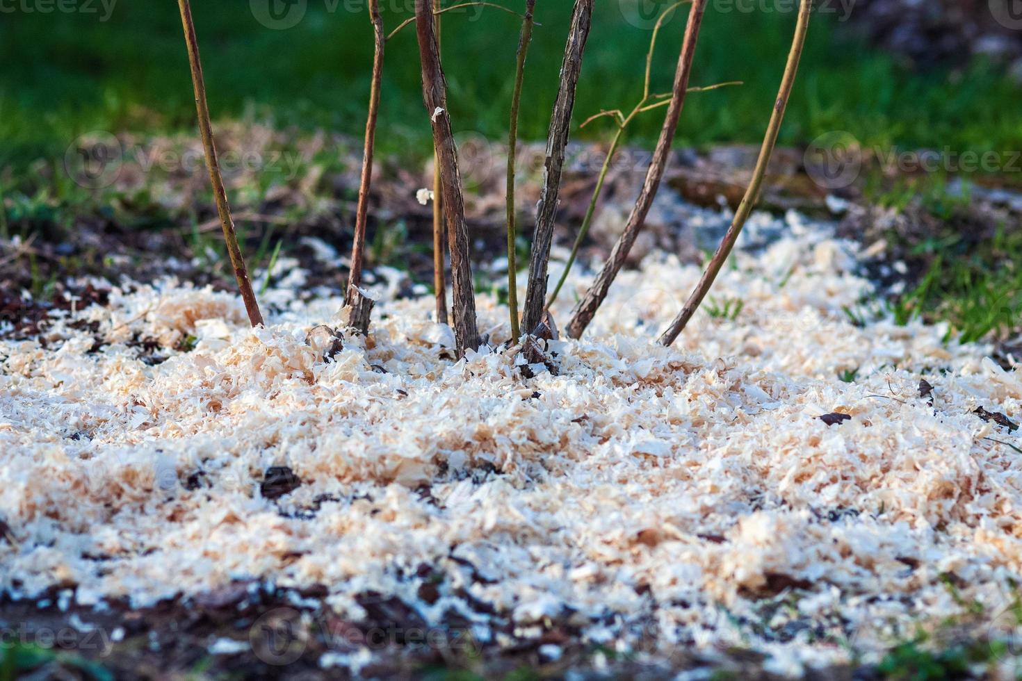 Sawdust mulching around the blueberry bush, pinewood chips, and fresh