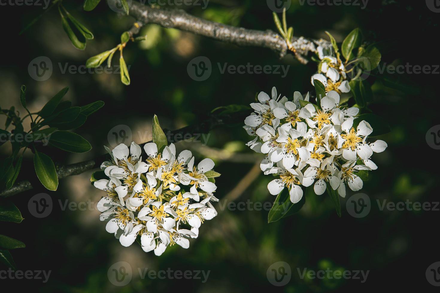 white flowers of a fruit tree blossoming in spring photo