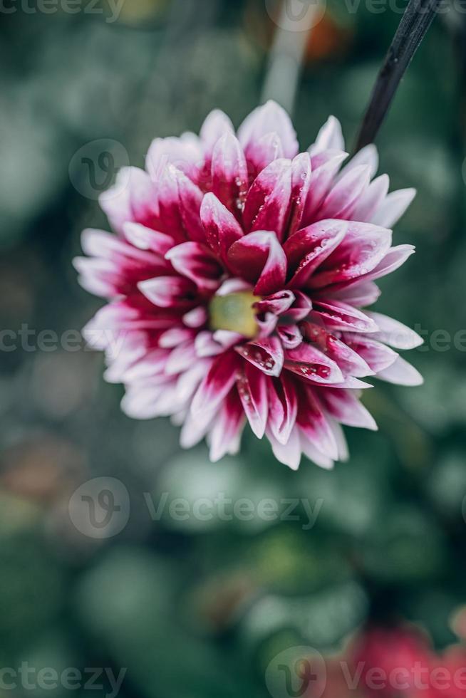 purple dahlia in the garden against the background of green leaves photo