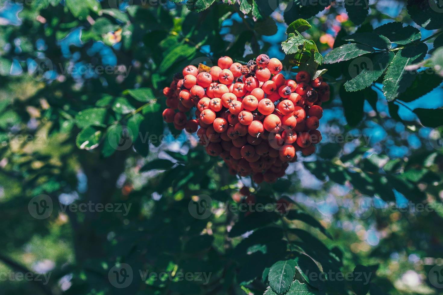 red rowan among green leaves on a tree in warm sunshine photo