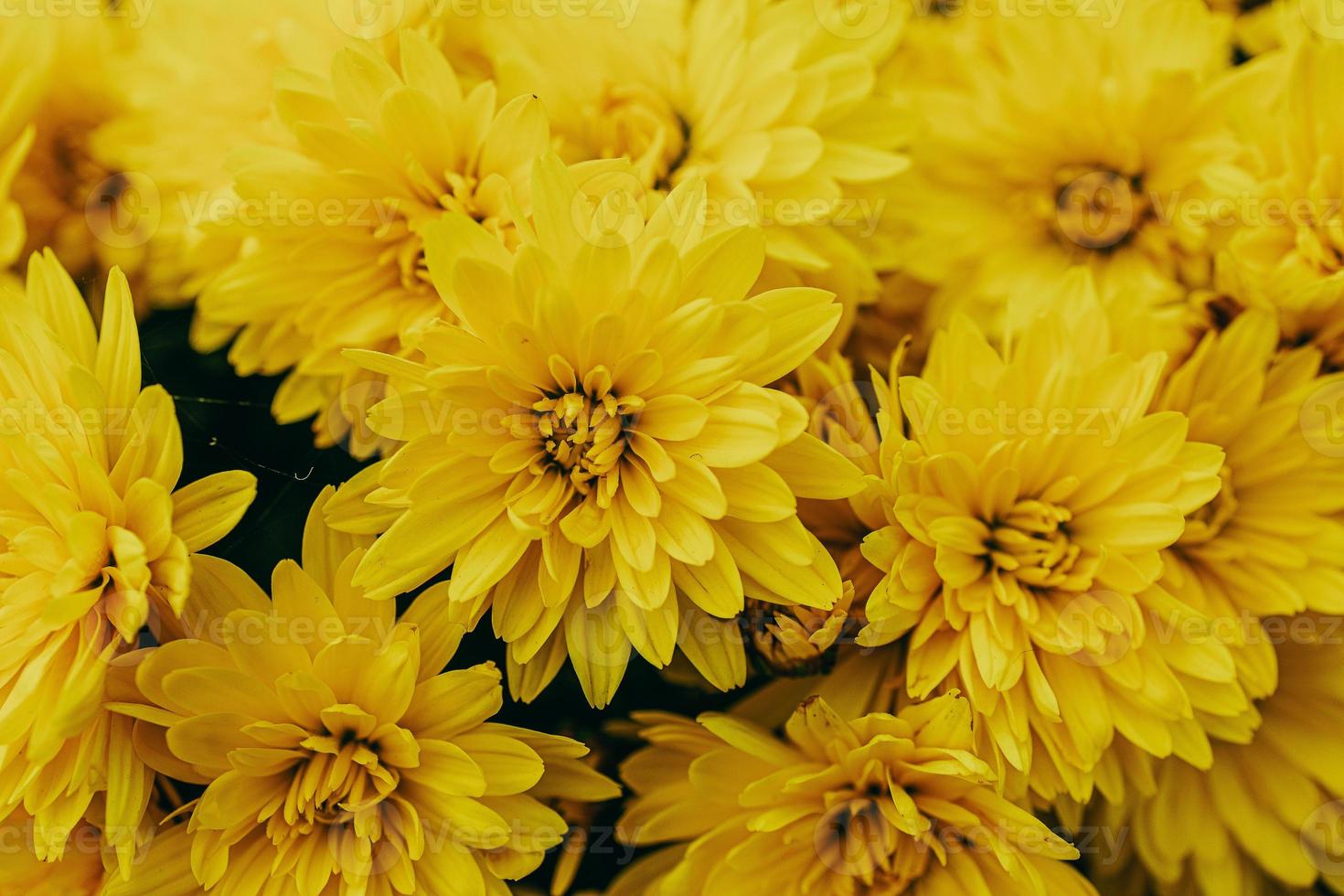 little yellow autumn chrysanthemum flowers forming a natural background photo