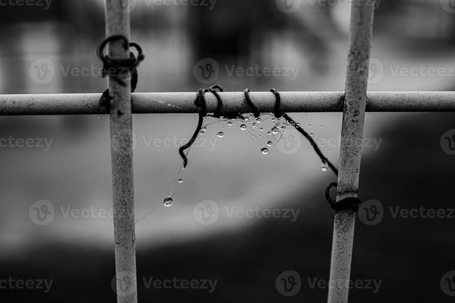 mist drops on cobwebs on a metal fence on a cold autumn day photo