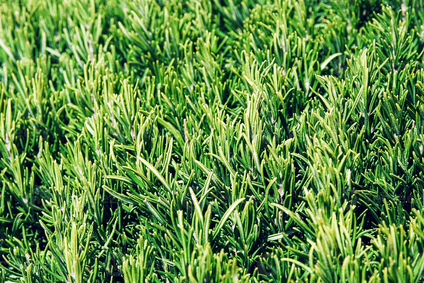 Green herbal background of lush rosemary bush photo