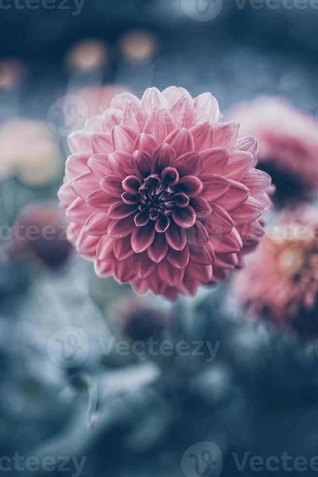 pink dahlia flower in summer garden on green background photo